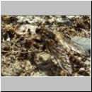 Dysmachus trigonus - Saebel-Raubfliege 01.jpg